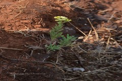 Gnaphalium luteoalbum